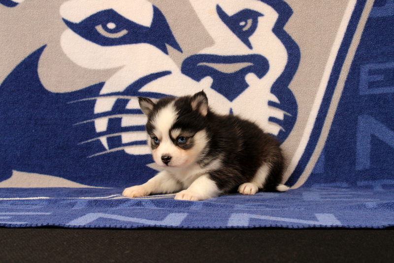 puppy, for, sale, Pomsky, Matthew B. Stoltzfus, dog, breeder, Gap, PA, dog-breeder, puppy-for-sale, forsale, nearby, find, puppyfind, locator, puppylocator, aca